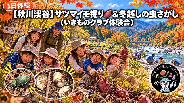 【秋川渓谷】サツマイモ掘り🍠&冬越しの虫さがし(いきものクラブ体験会)　